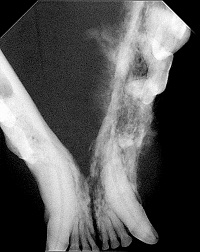 plaveiselcelcircomen