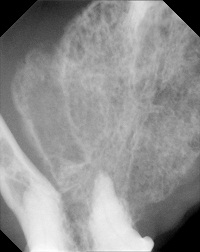 plaveiselcelcircomen