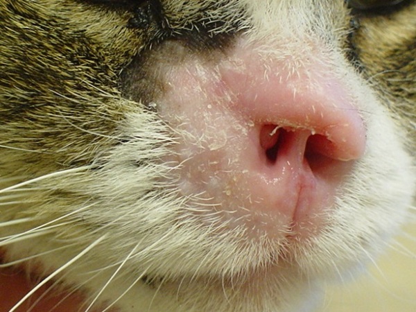 plaveiselcelcircomen