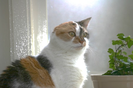 plaveiselcelcircomen