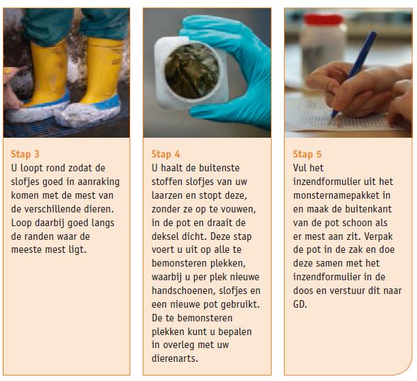 stap 3, 4, 5 salmonellamonstername met slofjes