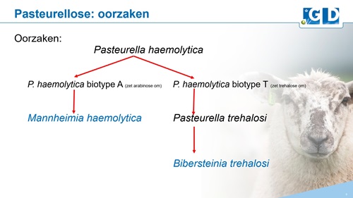 Pasteurellose