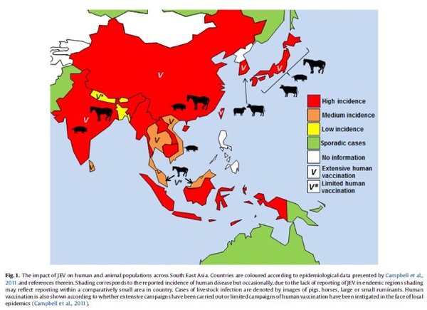 Impact van JEV op humane en dierlijke populaties in Zuid Oost Azie