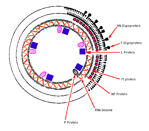 Diameter: 18 nanometer, lengte: 1 micrometer, doorsnee: 5.5 nanometer