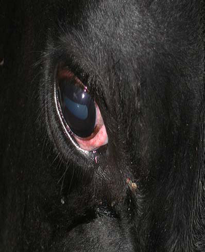 Epizootic Haemorrhagic Disease