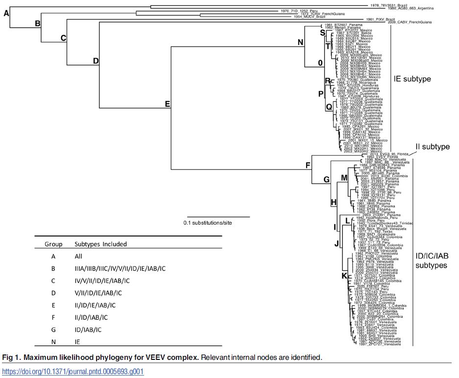 VEE complex phylogenetic tree
