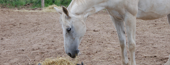 paard
