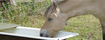 paard
