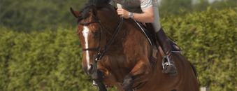 paard