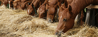 paard